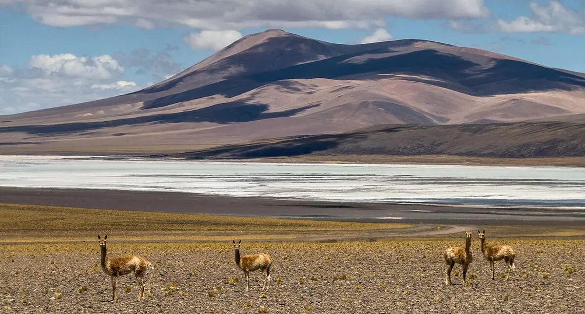 Cervos e andes argentinos ao fundo